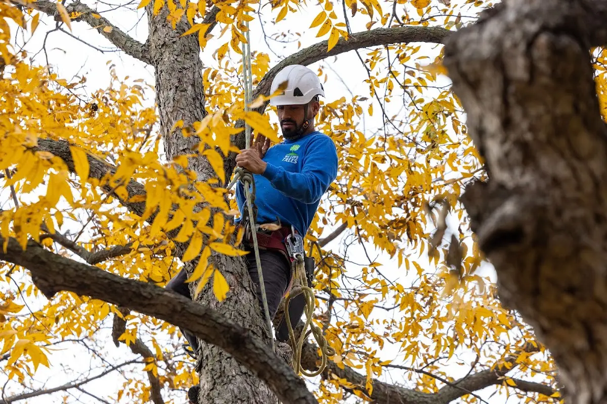 Skilled Tree Transplanting crew working in Bolt