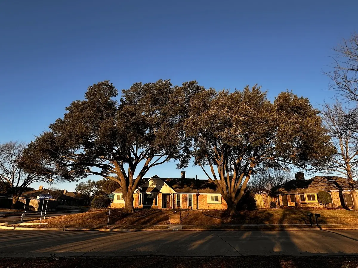 Established residential canopy tree shading a home in Bolt