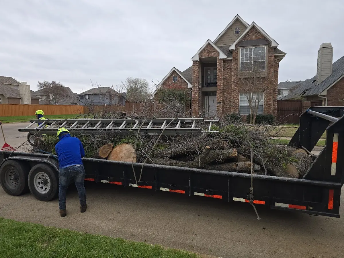 Expert Tree Removal with proper safety equipment in Bolt